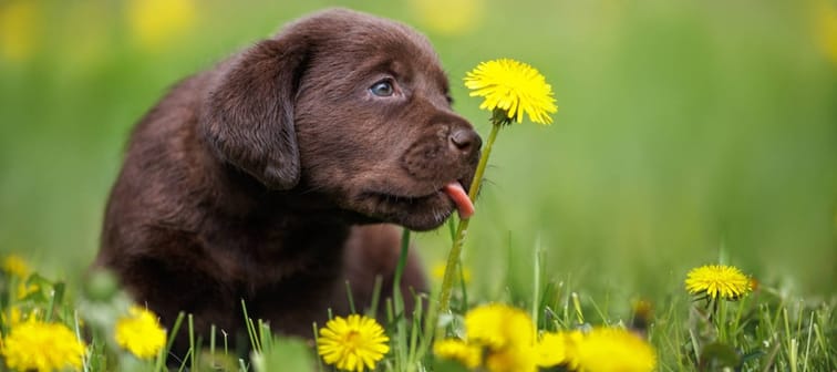 Online puppy scams